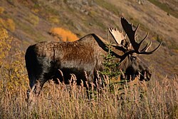 M-ALAL-Moose's image