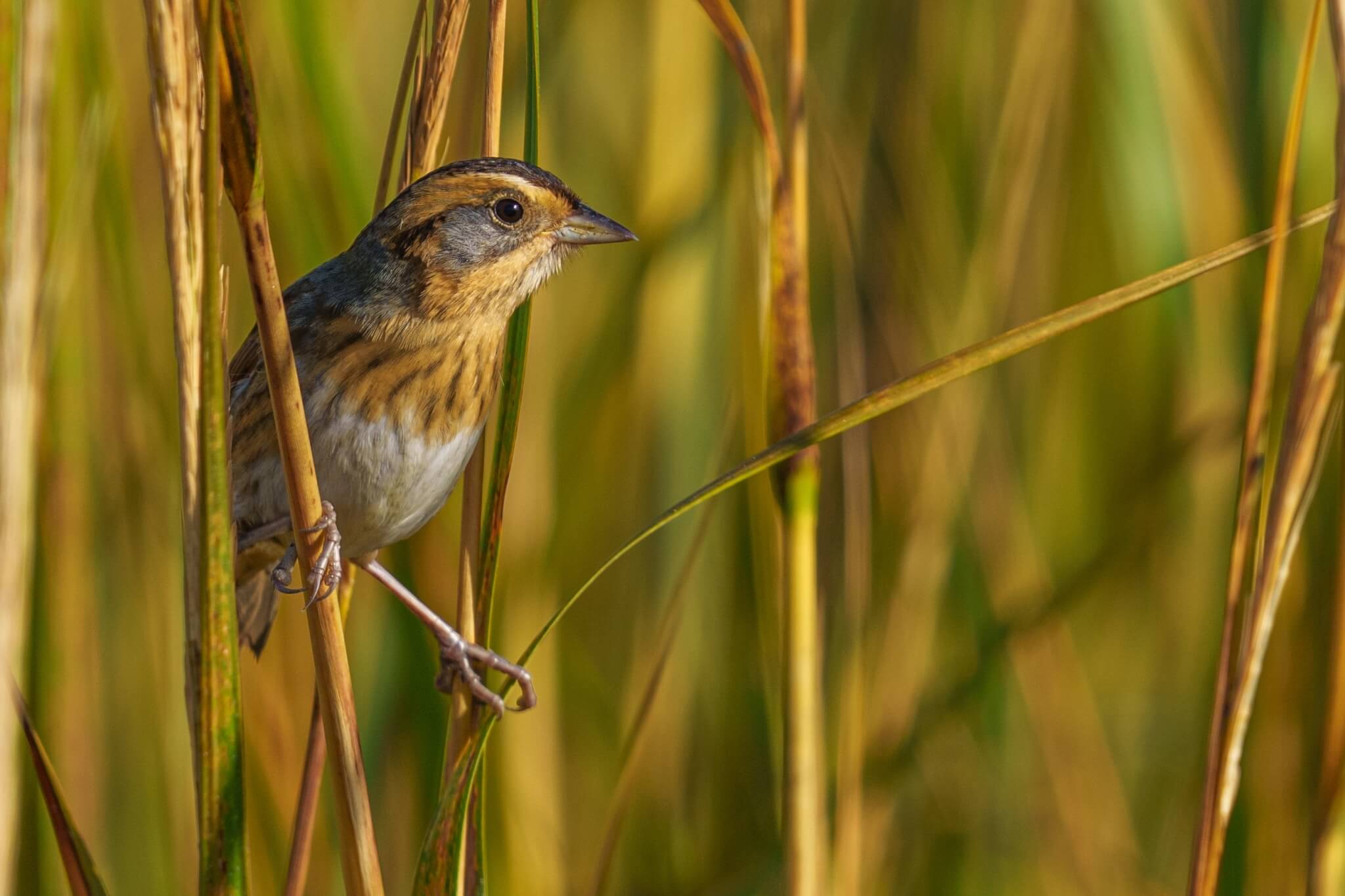 B-NESP-Nelson's Sparrow's image