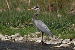 B-GBHE-HE-Great Blue Heron, Herodias Subspecies's image