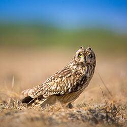 B-SEOW-Short-eared Owl's image