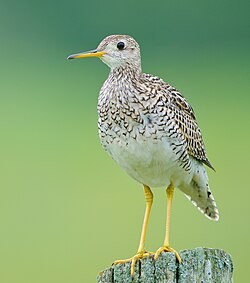 B-UPSA-Upland Sandpiper's image