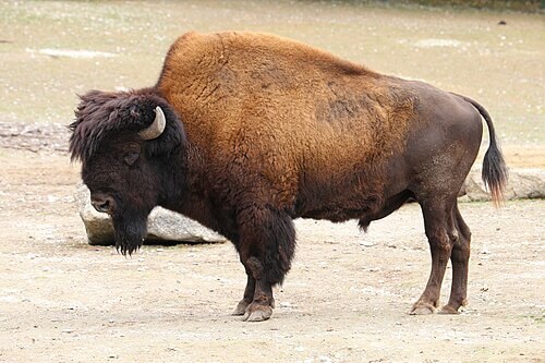 M-BOBI-AT-Wood Bison's image
