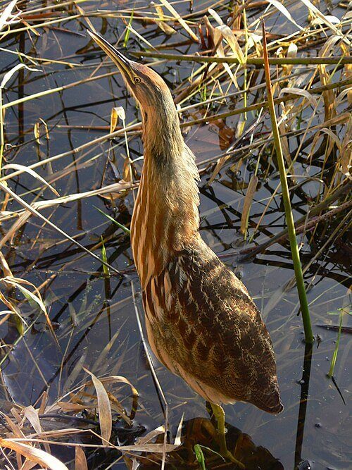 B-AMBI-American Bittern's image