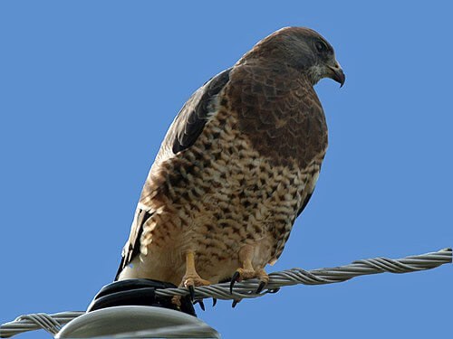B-SWHA-Swainson's Hawk's image