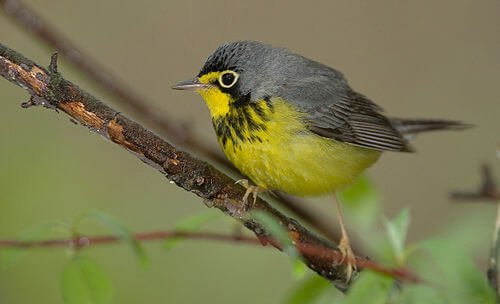 B-CAWA-Canada Warbler's image
