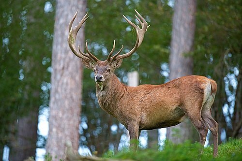 M-CEEL-Elk's image