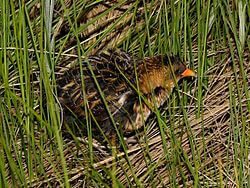 B-YERA-Yellow Rail's image