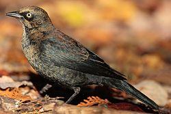 B-RUBL-Rusty Blackbird's image