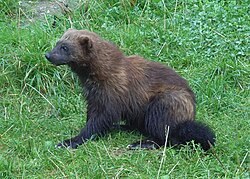 M-GUGU-Wolverine's image