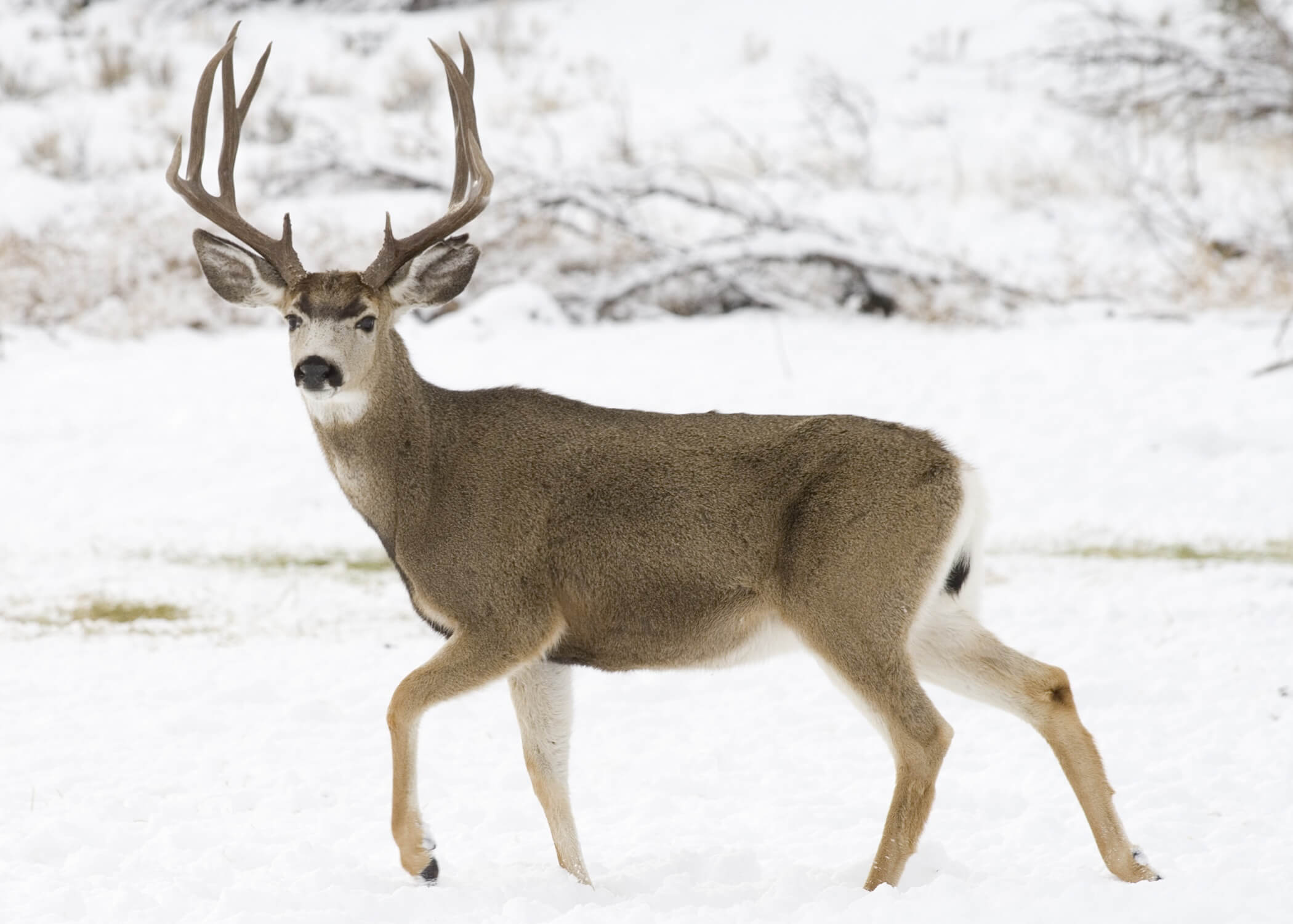 M-ODHE-Mule Deer's image