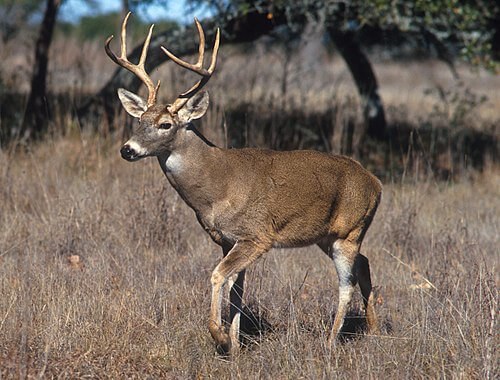M-ODVI-White-tailed Deer's image