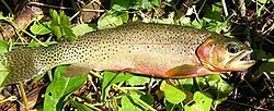 F-ONCL-LE-Cutthroat Trout,  lewisi Subspecies's image