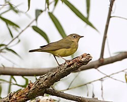 B-COWA-Connecticut Warbler's image