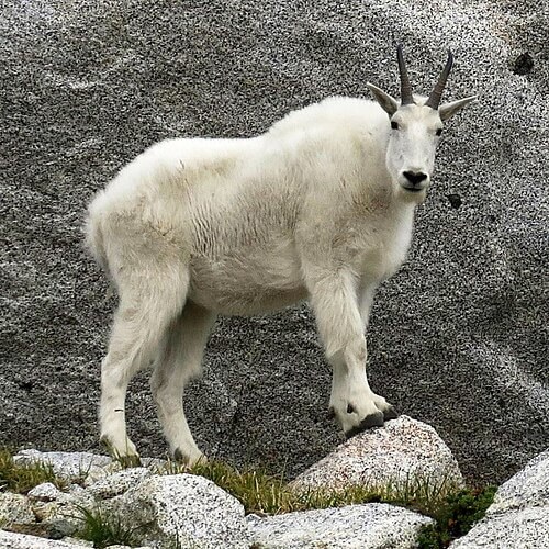 M-ORAM-Mountain Goat's image