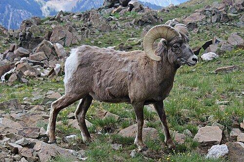 M-OVCA-Bighorn Sheep's image
