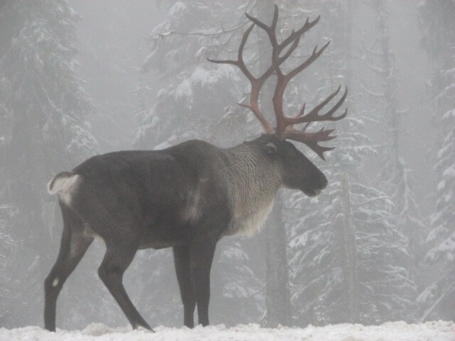 M-RATA-18-South Peace Northern Caribou's image