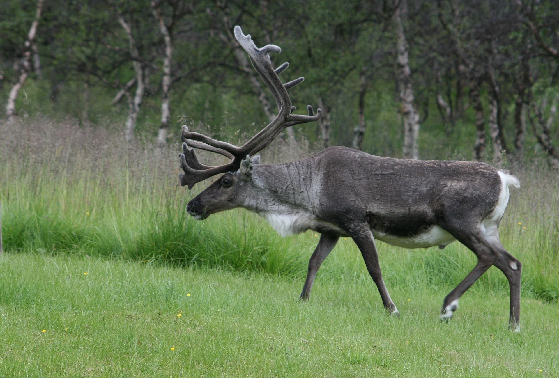 M-RATA-14-Boreal Caribou's image