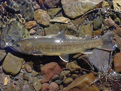 F-SACO-Bull Trout's image
