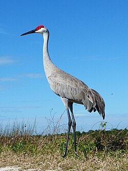 B-SACR-Sandhill Crane's image