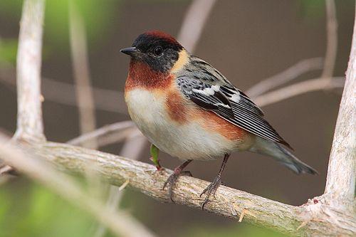 B-BAYW-Bay-breasted Warbler's image