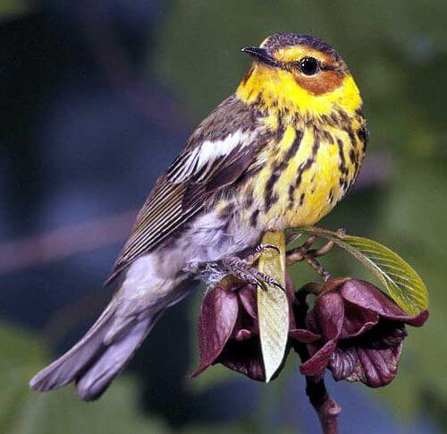 B-CMWA-Cape May Warbler's image