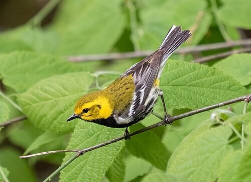 B-BTNW-Black-throated Green Warbler's image