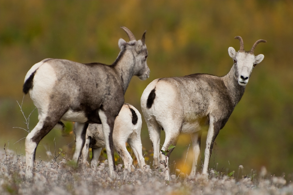 M-OVDA-ST-Stone's sheep's image