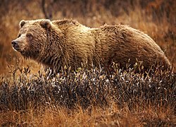M-URAR-Grizzly Bear's image