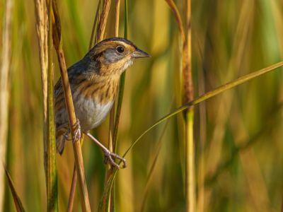 B-NESP-Nelson's Sparrow