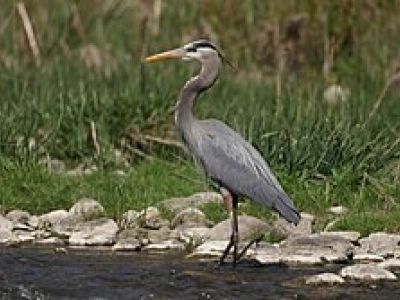 B-GBHE-HE-Great Blue Heron, Herodias Subspecies