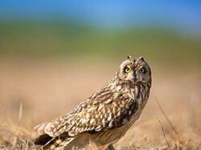 B-SEOW-Short-eared Owl
