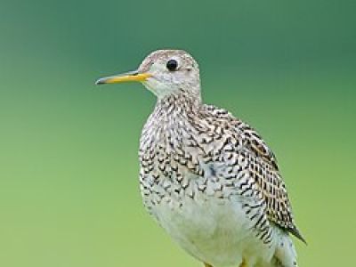 B-UPSA-Upland Sandpiper