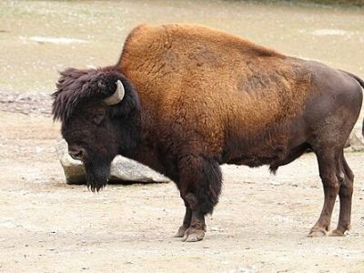 M-BOBI-AT-Wood Bison