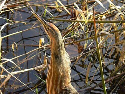 B-AMBI-American Bittern