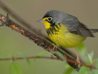 B-CAWA-Canada Warbler