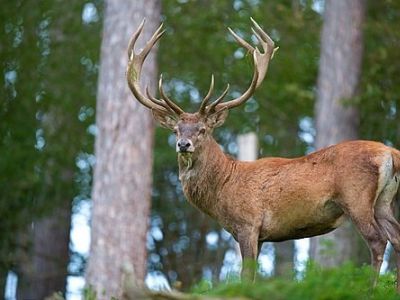 M-CEEL-Elk