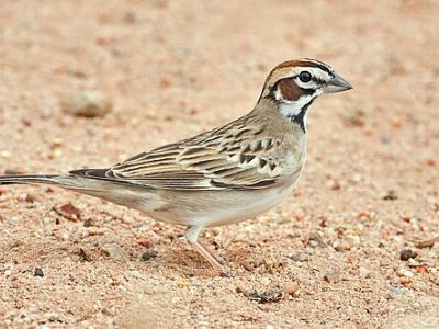 B-LASP-Lark Sparrow