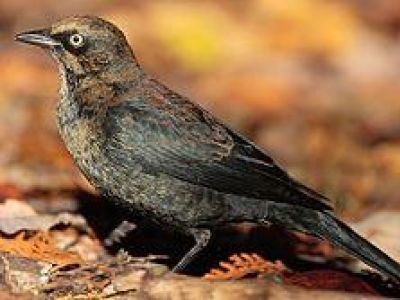 B-RUBL-Rusty Blackbird