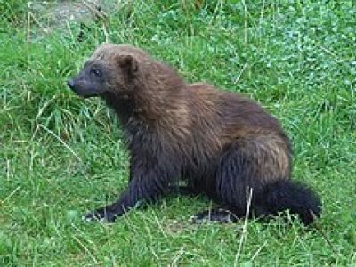 M-GUGU-Wolverine