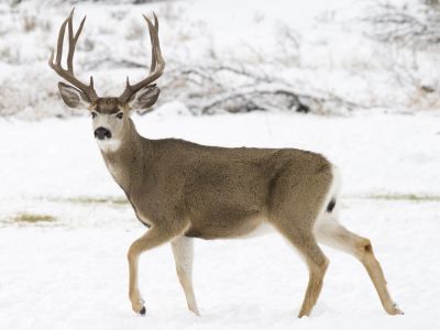 M-ODHE-Mule Deer