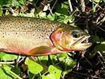F-ONCL-LE-Cutthroat Trout,  lewisi Subspecies
