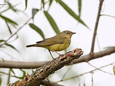 B-COWA-Connecticut Warbler
