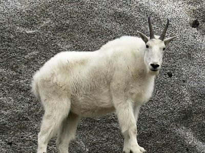 M-ORAM-Mountain Goat