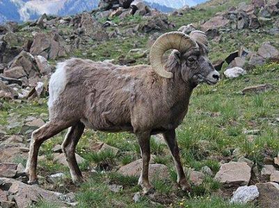 M-OVCA-Bighorn Sheep