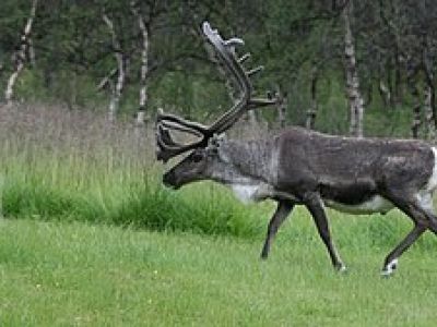 M-RATA-15-Northern Caribou