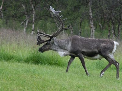 M-RATA-14-Boreal Caribou