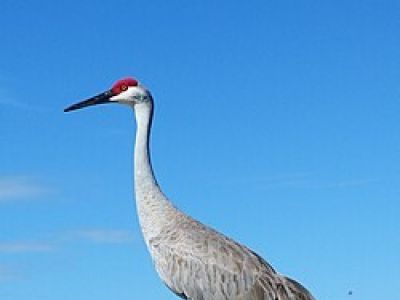 B-SACR-Sandhill Crane