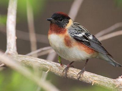 B-BAYW-Bay-breasted Warbler