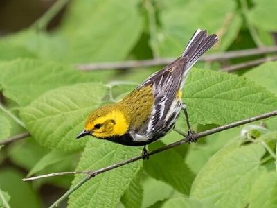 B-BTNW-Black-throated Green Warbler
