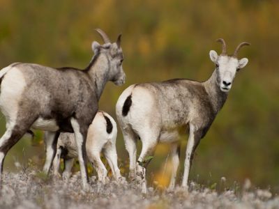 M-OVDA-ST-Stone's sheep